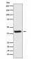 Anti-HFE Rabbit Monoclonal Antibody